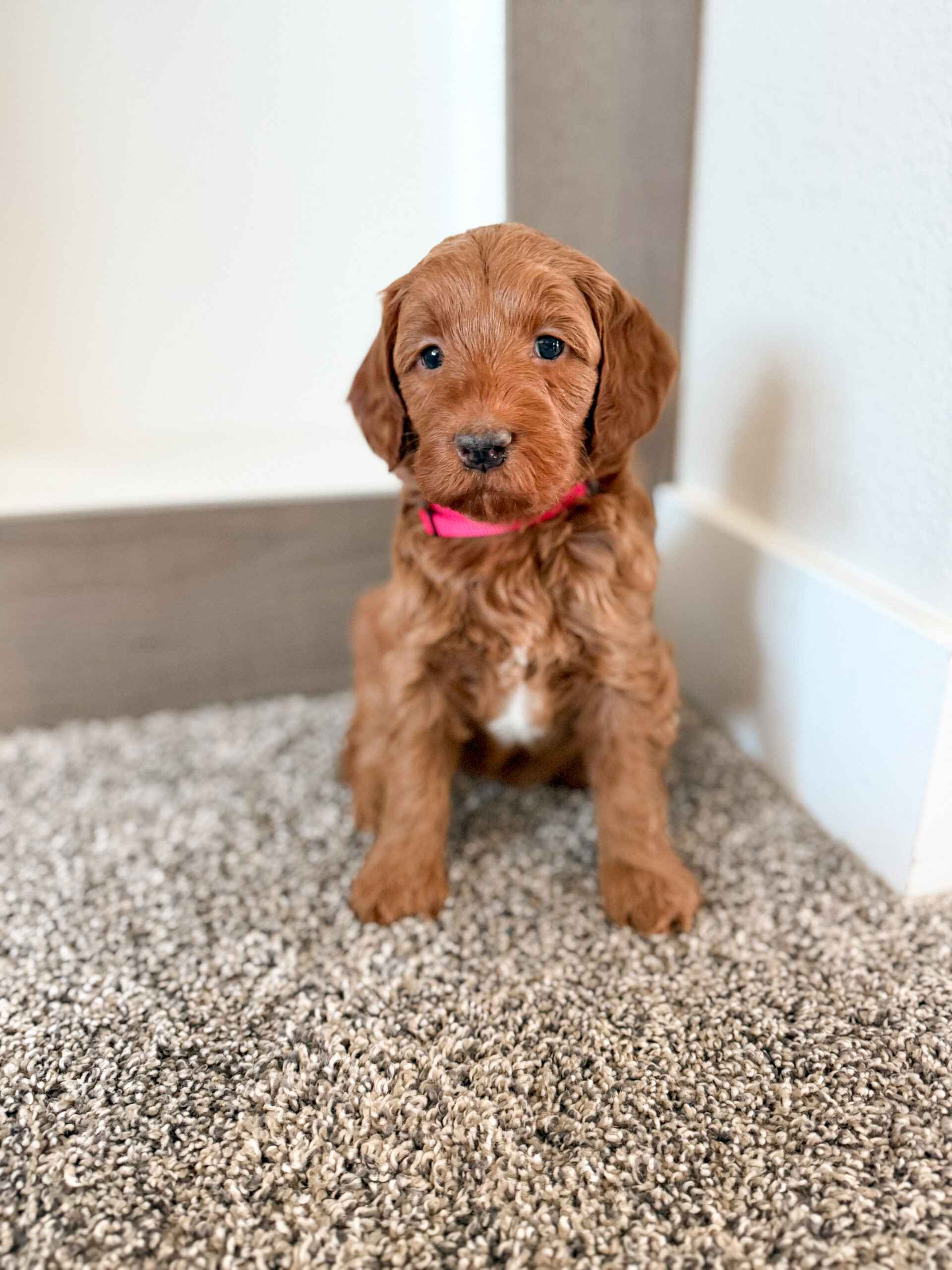 deep red medium goldendoodle