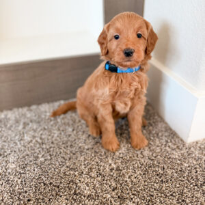 apricot male goldendoodle with no white