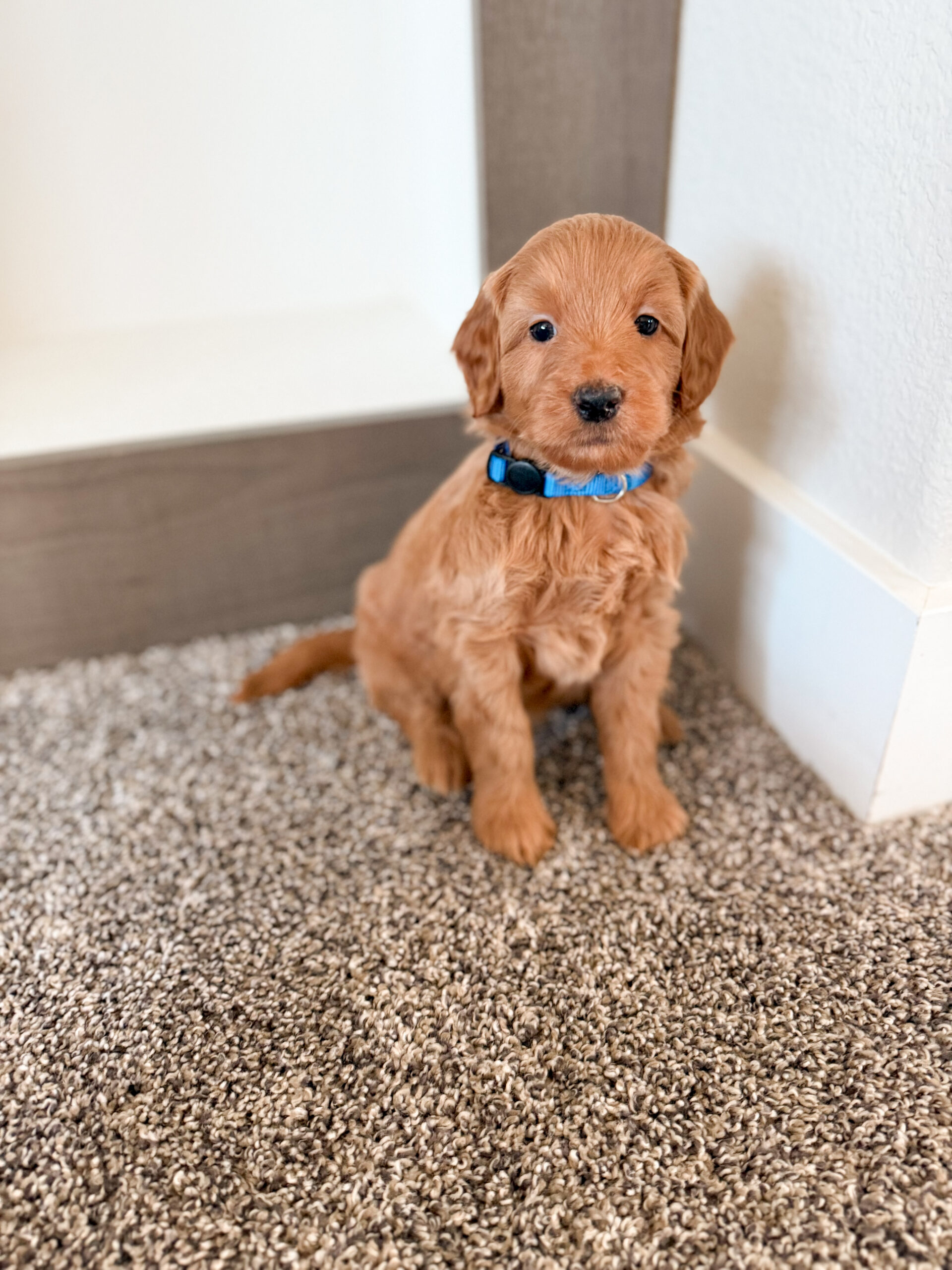 apricot male goldendoodle with no white