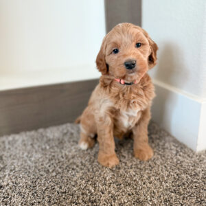 apricot medium goldendoodle with wavy hair
