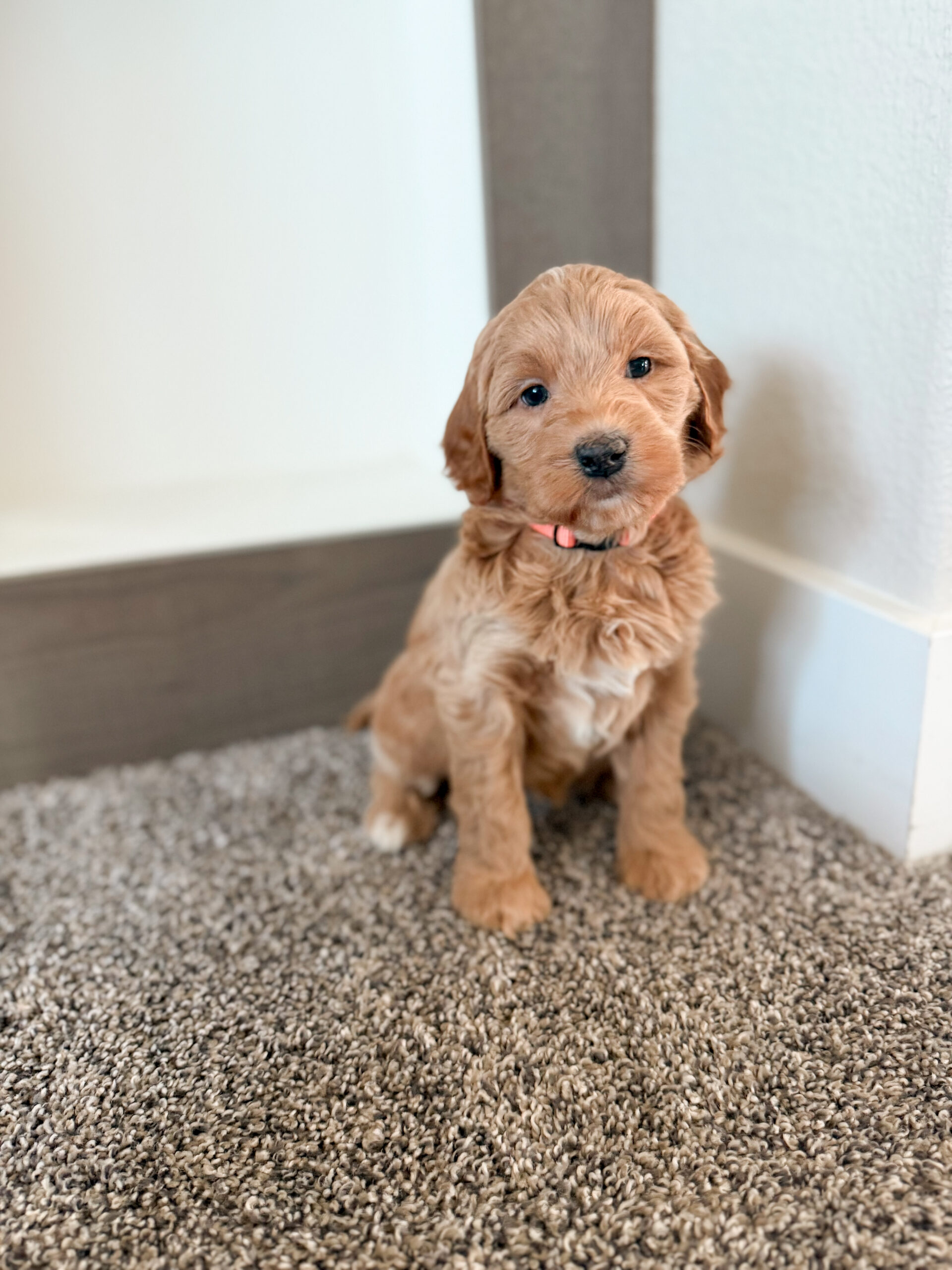 apricot medium goldendoodle with wavy hair